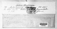 Melampsora salicis-albae image